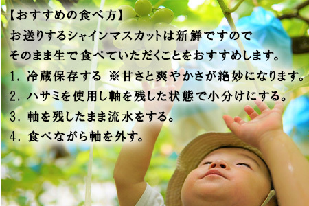 『予約受付』【令和6年9月下旬発送】シャインマスカット500g 1房 葡萄 ぶどう 果物 フルーツ スイーツ
