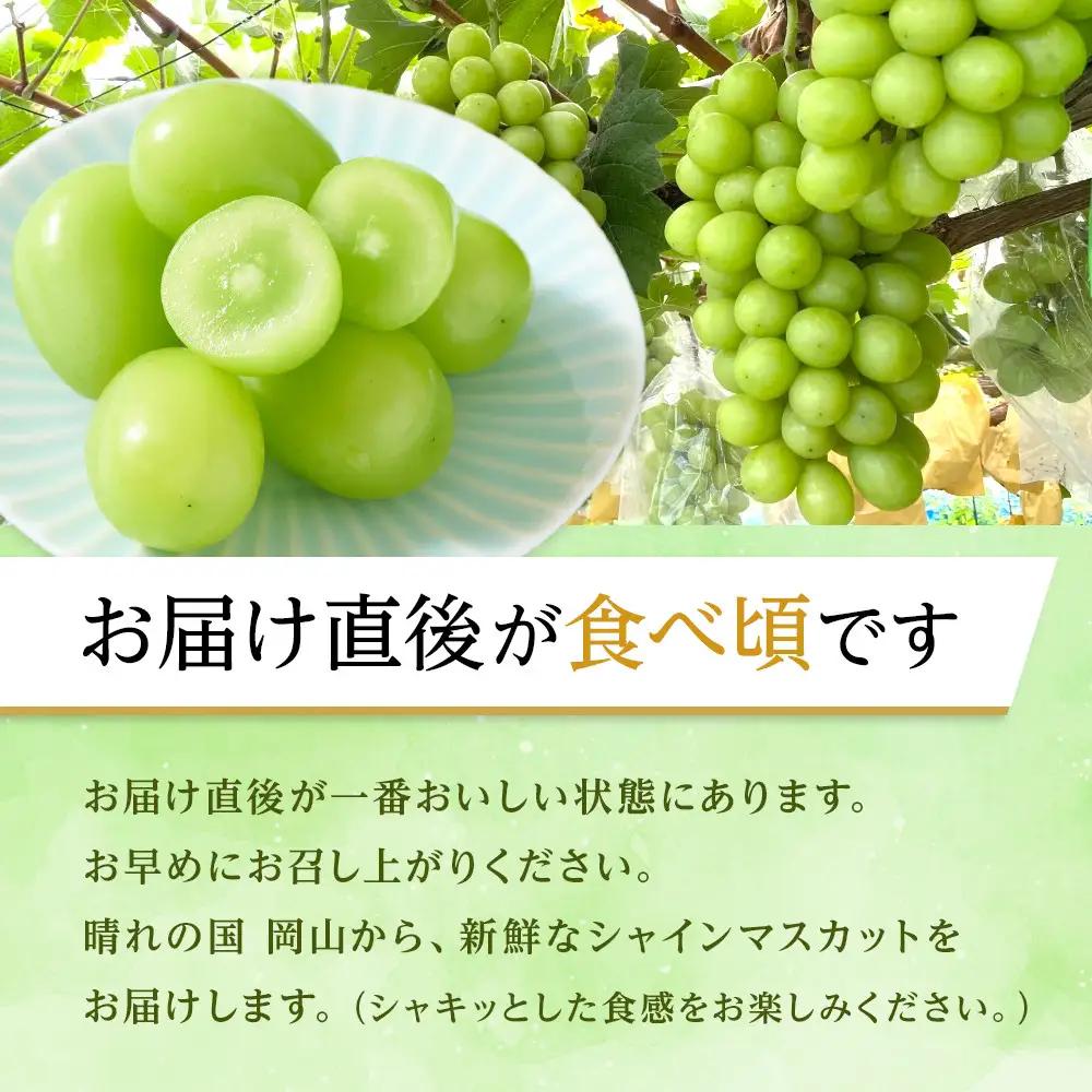 ぶどう 2026年 シャインマスカット 2房（約1.5kg） 葡萄 岡山市 産  フルーツ 果物 ギフト タンポポ農園 | シャインマスカット