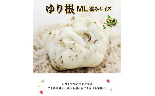【先行予約】北海道ニセコ町 ゆり根M-L混みサイズ2kg【2026年産】