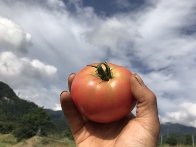 甲州高原トマト 4kg【2024年発送】B-405