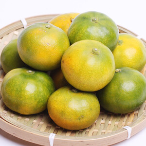 家庭用 極早生有田みかん1kg+250g（傷み補償分）【希少な新品種YN26】【菊みかん入り】 ※北海道・沖縄・離島への配送不可 ※2025年10月上旬～11月中旬頃に順次発送予定