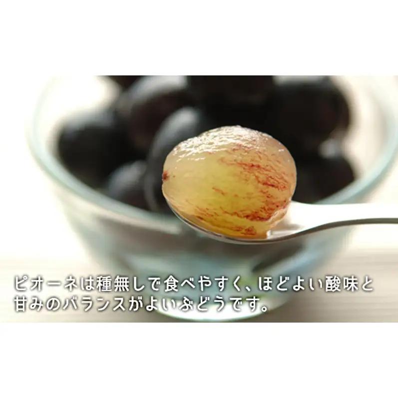 桃 ぶどう 2026年 白桃 晩生種 3玉 シャイン マスカット 1房 ニュー ピオーネ 1房 合計約1.8kg  岡山県産 シャインマスカット ピオーネ