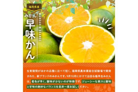 ＜先行予約受付中！2026年9月中旬～9月下旬に順次発送予定＞極早生みかん 早味かん(約2kg)みかん ミカン フルーツ 果物 くだもの 柑橘 福岡限定 オリジナルブランド＜離島配送不可＞【ksg01