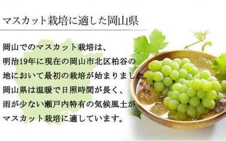 ぶどう 2024年 先行予約 マスカット ・オブ・アレキサンドリア 約600g×1房 9月上旬～9月下旬発送分 ブドウ 葡萄  岡山県産 国産 フルーツ 果物 ギフト[No.5220-1443]