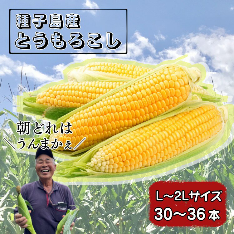 【ふるさと納税】＼ 先行予約 ／ 種子島 産 とうもろこし（30〜36本）
