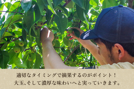 【2026年先行予約】新潟県産 和梨 新興 5kg 【秀品】《10月下旬～順次発送》 しんこう