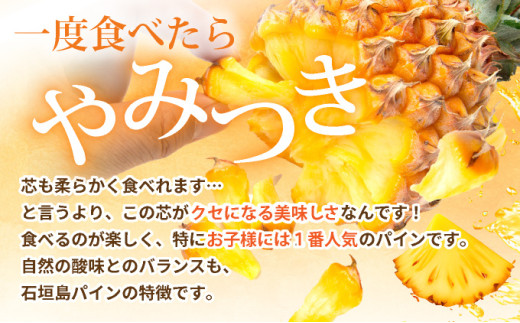 【先行予約】【訳あり】石垣島産・スナックパイン 訳ありの大小混合セット 《2026年5月以降発送》  SI-24-1 【訳あり】大小混合セット