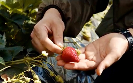 【ご褒美いちご】「ゆうやけベリー」「とちおとめ」の食べ比べセット 約280g×2パック F20C-987