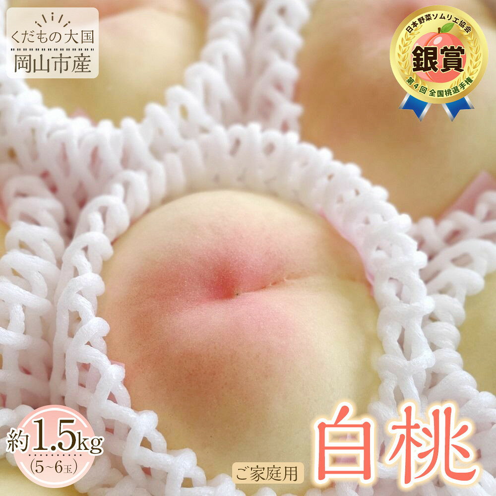 【ふるさと納税】【2027年8月発送】岡山市産 白桃 ご家庭用 約1.5kg 5~6玉 | 果物 くだもの フルーツ 先行受付 白桃 桃 モモ momo 岡山県 岡山 お取り寄せ 人気 おすすめ