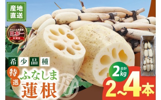 【年末配送】先行予約 れんこん 2kg 特選 ふなしま蓮根 蓮根 レンコン 朝採り 2本 ～ 4本 贈答用 熨斗 お歳暮 希少品種 幻 老舗 朝採れ 産地直送 新鮮 野菜 根菜 【2026年10月より順次発送】（82-02-a）