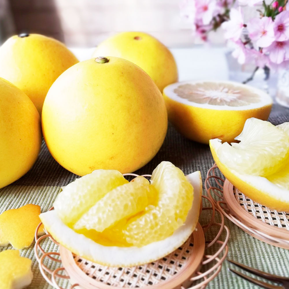 土佐文旦　贈答用　約10キロ