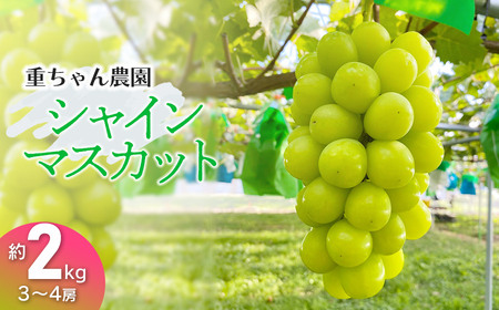 【令和7年産先行予約】シャインマスカット　約2kg (3～4房)　重ちゃん農園