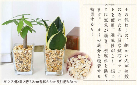 【観葉植物】土を使わないで清潔なミニ観葉植物 ゼオライト植え・ガラス鉢 キューブ形 2鉢セット（パキラとサンスベリア）｜観葉植物 インテリア 部屋 おしゃれ 福岡県筑前町 送料無料