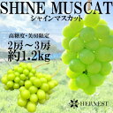 【ふるさと納税】2025年先行予約 山梨県山梨市産　旬の採れたてシャインマスカット　秀等品　約1.2kg　2～3房_ シャインマスカット 葡萄 ぶどう ブドウ 果物 フルーツ ふるーつ くだもの 青果 産直 山梨 国産 甘い 名産地 ギフト 贈答 【配送不可地域：離島】【1134845】