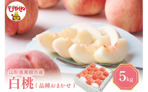 【2025年産 先行予約】 白桃 (品種おまかせ) 5kg 東根農産センター提供 山形県 東根市 hi027-151-1