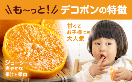 デコポン 約3kg 日本フルーツ株式会社 熊本県 荒尾市 《1月下旬-2月末頃出荷予定》 デコポン 果物 秀品 フルーツ スイーツ デザート ギフト ご贈答