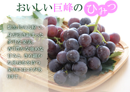 巨峰 約2kg ／ 葡萄 ぶどう ブドウ フルーツ  【simo0001】