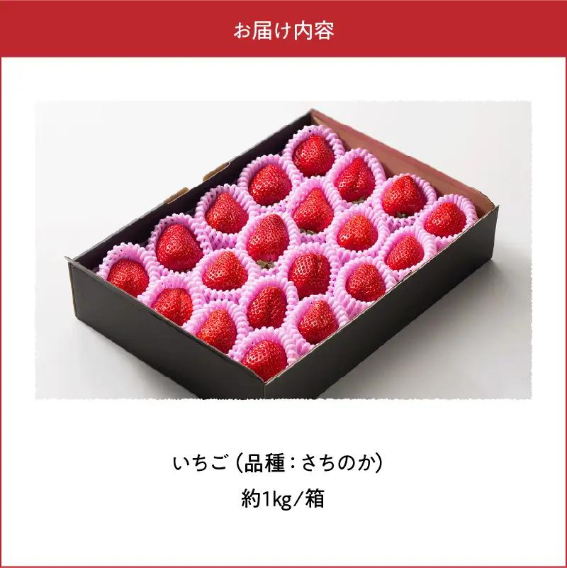 【先行受付】2月発送【農家直送】熊本県宇土市産 完熟さちのか苺 1kg(500g×2箱) _U74-0045_02