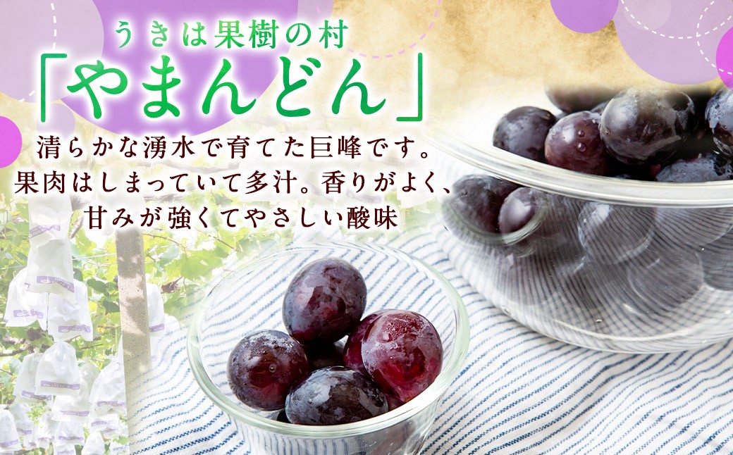 【先行予約】 やまんどん 巨峰 3房から5房 （約2kg）