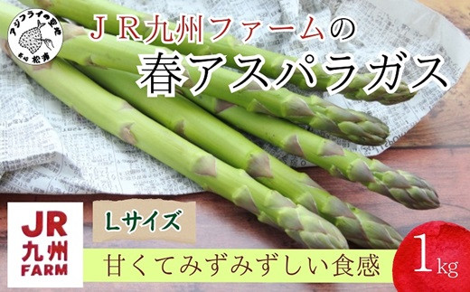 
            JR九州ファームの春アスパラガス Lサイズ1kg( 野菜 新鮮 アスパラガス アスパラ 春アスパラ 甘み )【B0-211】
          