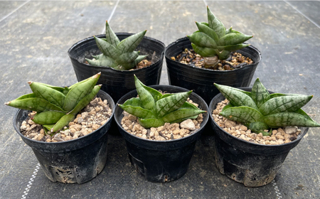 サンセベリア ボンセレンシスドワーフ 5株 sansevieria boncellensis dwarf 長与町/アグリューム[EAI236]