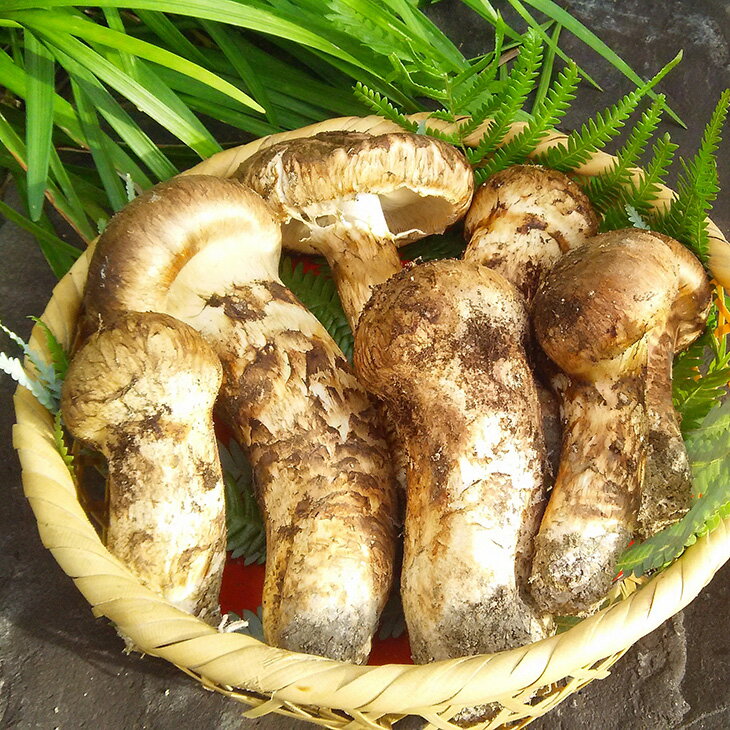 【ふるさと納税】極み 丹波松茸 詰め合わせ ＜京都・八光館＞期間・数量限定 ｜松茸 丹波松茸 天然松茸 ※2025年10月中旬以降に順次発送予定 ※北海道・沖縄・北東北（青森、岩手、秋田）・その他離島配送不可