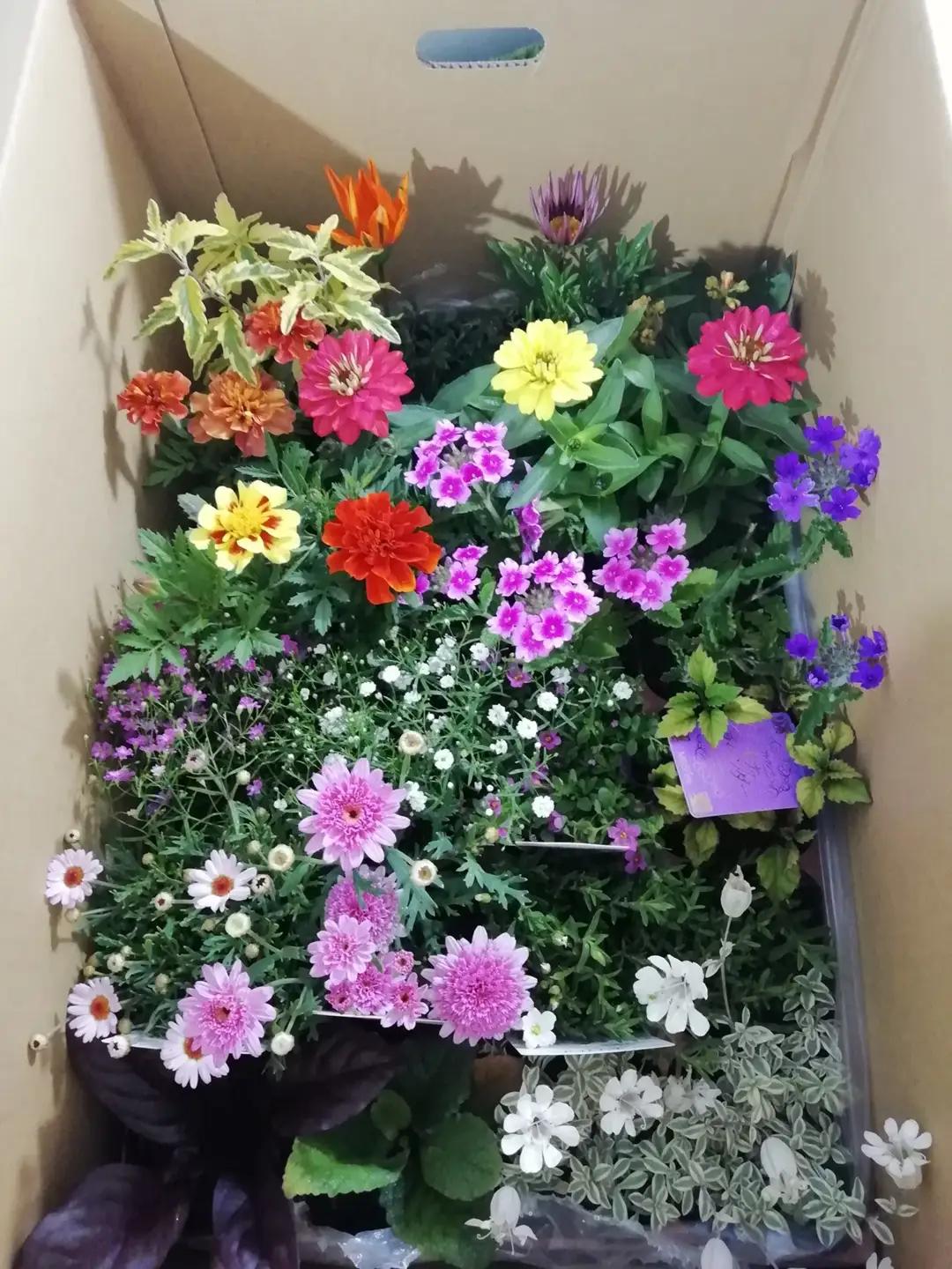 季節の花苗24苗セット珍しい宿根と季節の花苗 | 季節 お花 フラワー ガーデニング 苗 兵庫県 上郡町