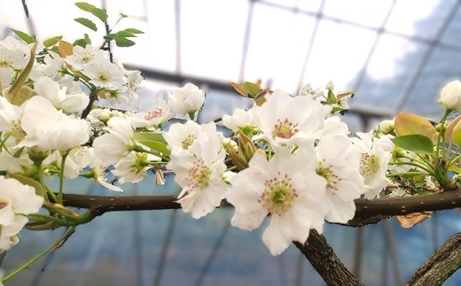 白い花弁にピンクのおしべが可憐な梨の花。伊万里の梨農園がある地区では、4月に真っ白な花畑が見られます。