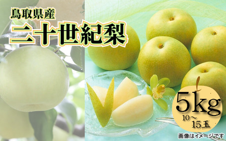 【先行予約】中野農園 梨 ”二十世紀梨” 5kg箱｜鳥取 岩美 梨 なし ナシ【41026】