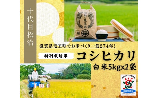 【 新米予約 】 コシヒカリ  白米 5kg x 2袋 縁起の竜王米 特別栽培米 ( 令和6年産 先行予約 新米 白米 10kg おこめ ごはん 米 特別栽培米 ブランド米 ライス こだわり米 ギフト 国産 縁起の竜王米 滋賀県竜王町 )