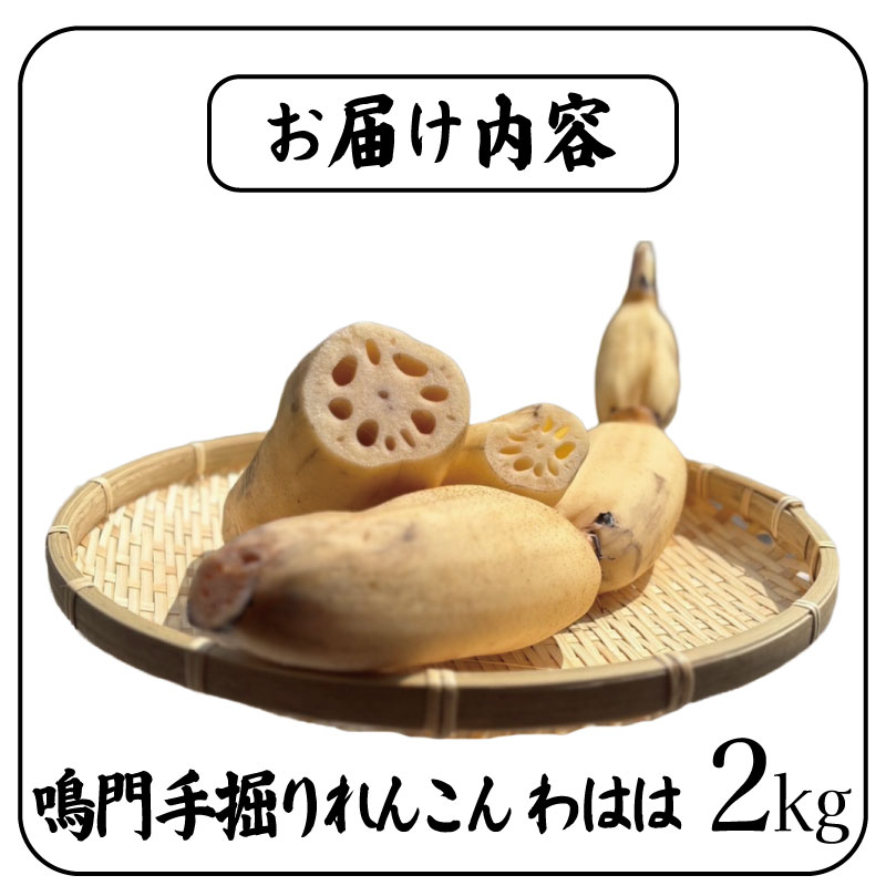 鳴門れんこん 2kg 洗いれんこん 蓮根 れんこん レンコン 手掘り 野菜 やさい 根菜 新鮮 産地直送 農家直送 国産 四国 鳴門市 徳島県