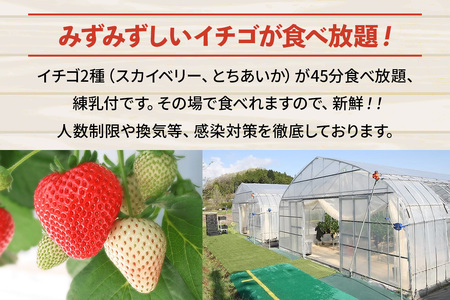 いちご狩りチケット 4名様「スカイベリー」「とちあいか」2品種45分食べ放題！練乳付き！【日光いちご園 渡辺】｜イチゴ狩り 収穫体験 フルーツ狩り 入園券 観光 旅行 イチゴ 苺 フルーツ 果物 果実