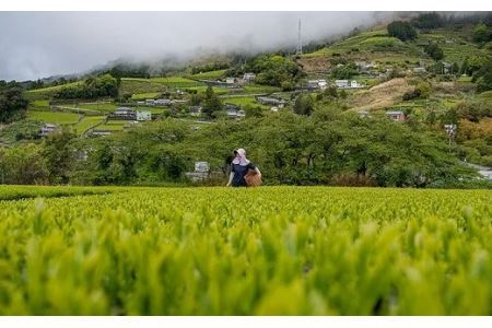 UCC「深蒸し静岡煎茶」4箱48杯分ドリップポッドカプセル（マシン別）互産互生機構　深蒸し茶 6035