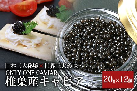 HEIKE CAVIAR 20g×12箱 【合計240g】【宮崎県 椎葉村】 チョウザメ キャビア【世界三大珍味×日本三大秘境】