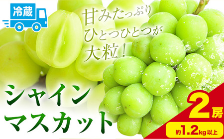 シャインマスカット 約600g以上 (2房)黒川農園【先行予約】《10月上旬-11月中旬頃出荷》 ぶどう 送料無料 岡山県 浅口市 ぶどう フルーツ 果物 くだもの【配送不可地域あり】 