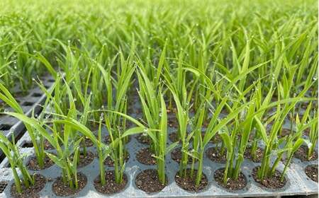 6-008-010　新米・増毛町産ななつぼし 5kg（10月～発送）【前野ファーム】