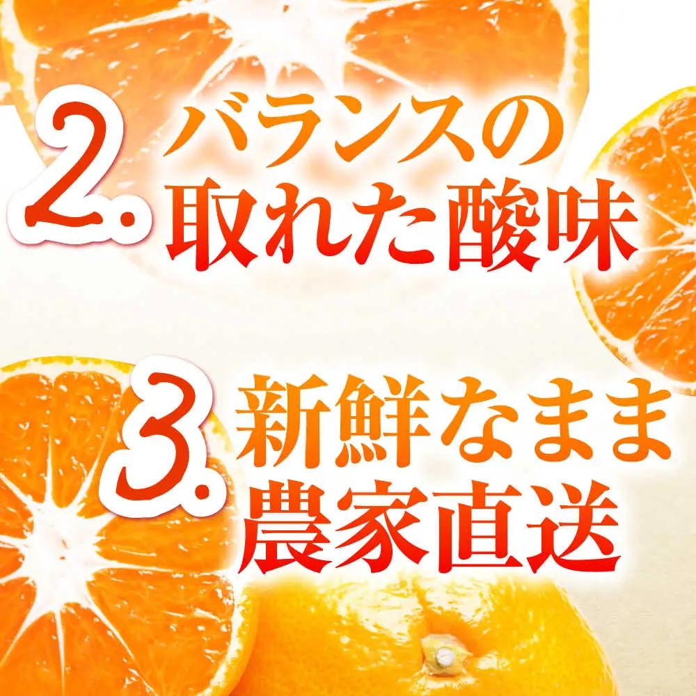 【先行予約】温州みかん 約10kg [SCQ002] みかん