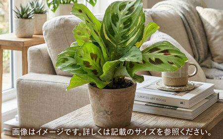観葉植物 マランタケルコビアナバリエガータ 鉢植え 大村市 エコグリーンヒガシ/マランタ 室内植物 鉢付き 植物 インテリア おしゃれ プレゼント ギフト[ACAL011]