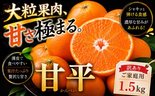 ＜濃密な甘み 愛媛県産甘平 合計約1.5kg＞『2027年1月中旬～3月上旬迄に順次出荷予定』 訳あり かんぺい 濃厚 あまい 甘い ミカン 蜜柑 ご家庭用 果汁 果物 くだもの フルーツ オレンジ 柑橘 特産品 極尽道 愛媛県 西予市 【常温】