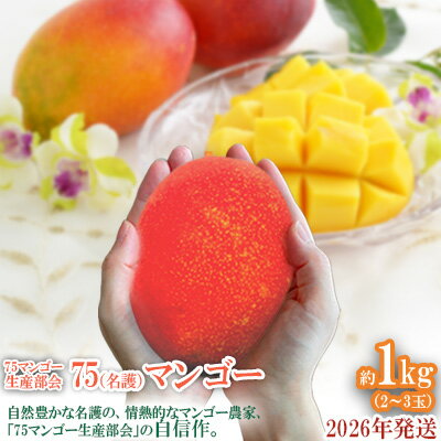 【ふるさと納税】2026年発送【75マンゴー生産部会】 75（名護）マンゴー　約1kg 期間限定 数量限定 先行予約 フルーツ 果物 南国 プレゼント お土産 おみやげ ギフト スイーツ 贈答 冷蔵 人気 おすすめ デザート 青果 おきなわ 季節 くだもの