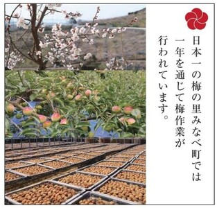 梅の里から正月飾り「門梅Ⓡ」 / インテリア 門松　お正月 人気 おすすめ  【azky005】