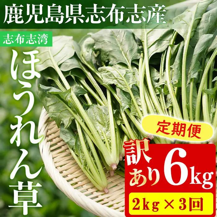 【定期便3回】【数量限定・訳あり】志布志湾ほうれん草(計6kg 2kg×3回) サラダ おひたし お味噌汁 スムージー ほうれん草 ジュース ほうれんそう t0036-005