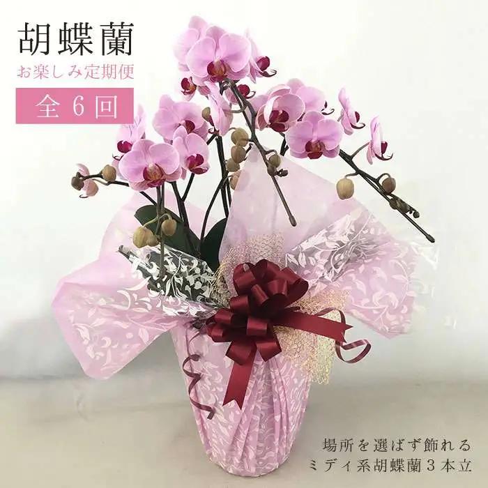 【全6回定期便】胡蝶蘭 お楽しみ定期便 ( お祝い / 開店祝い / 就任祝い ) 糸島 / はざま園芸 [AND003] 胡蝶蘭 お祝い ギフト