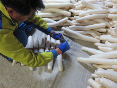 いぶり大根漬け　1本漬け×5本　農薬・添加物不使用[B73-2101]