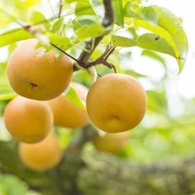 《横芝光町産》梨　約5kg