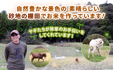 令和7年産 コシヒカリ 5kg【精米】 [m25-a006_01]