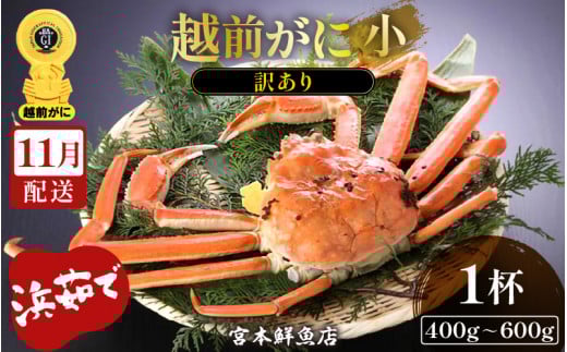 【訳あり】越前がに本場の越前町からお届け！ 越前がに 浜茹で 小サイズ（生で400～600g） × 1杯【かに カニ 蟹】【福井県 越前町 雄 ズワイガニ ボイル 冷蔵 越前ガニ 越前かに 越前カニ ずわいがに ずわい蟹 かに カニ 蟹】【11月発送分】希望日指定可 備考欄に希望日をご記入ください [e43-x001_11]