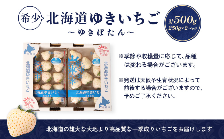【2027年１月以降発送！】【北海道産】ゆきいちご（白いちご）2Pセット 250g×2 計500g【59001】