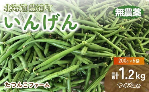 
            【2025.7月以降順次出荷】いんげん (200g × 6袋) 1.2kg　サイズ混合 北海道 豊浦町 【ふるさと納税 人気 おすすめ ランキング 野菜 根菜 いんげんインゲン国産 バラ 詰合せ 混合 おいしい 美味しい 甘い 北海道 豊浦町 送料無料】 TYUF001
          