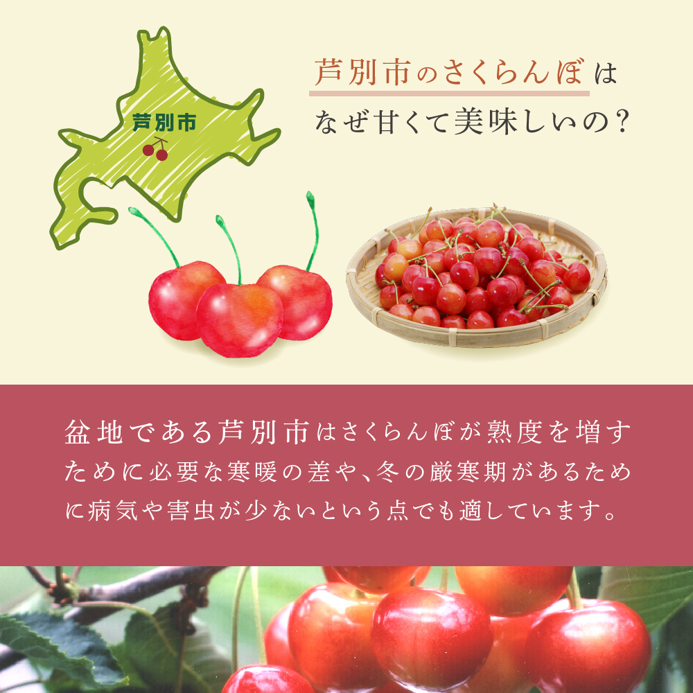 【 先行受付 】さくらんぼ サミット 1kg 500g×2パック 農林水